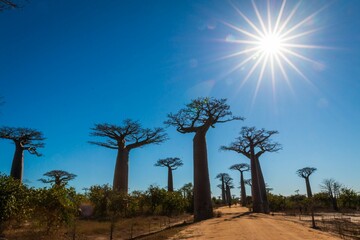 Fototapeta premium Star-Shaped Sun Illuminating Majestic Baobabs Reaching for the Sky Against a Blue Sky, Avenue of The Baobabs, Morondava, Madagascar 