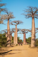Iconic Avenue of Baobab Trees under Clear Blue Sky in Morondava, Madagascar	