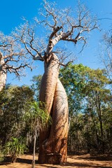 Entwined Baobab Trees under Blue Sky, Morondava, Madagascar	