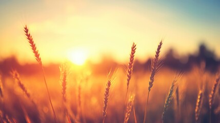 Fototapeta premium Golden wheat sways gently in the breeze as warm sunset light casts a stunning glow over the horizon and the surrounding landscape