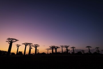 Vibrant Magic Hour Sunset Behind Majestic Baobab Trees in Avenue of Baobab, Morondava, Madagascar	
