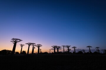 Vibrant Magic Hour Sunset Behind Majestic Baobab Trees in Avenue of Baobab, Morondava, Madagascar	
