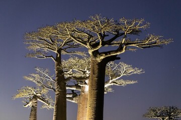Majestic Baobabs Illuminated Against the Night Sky, Avenue of the Baobabs, Morondava, Madagascar 
