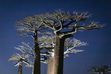 Majestic Baobabs Illuminated Against the Night Sky, Avenue of the Baobabs, Morondava, Madagascar 