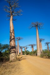Iconic Avenue of Baobab Trees under Clear Blue Sky in Morondava, Madagascar	
