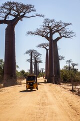 Exploring the Majestic Avenue of the Baobabs in Madagascar with a Yellow Tuk-Tuk