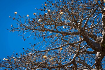 Blooming Baobab Tree Branches Against a Blue Sky