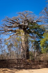 Large Baobab Tree in Madagascar with Low Fence