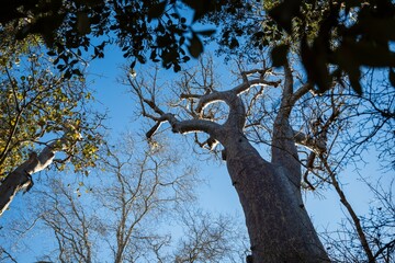 Looking Up at Baobab Trees Against Blue Sky, Madagascar