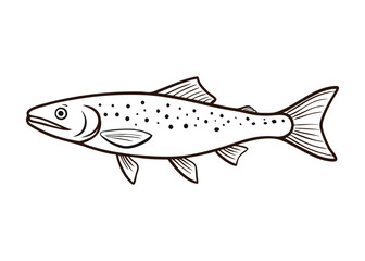 A detailed coloring page of a trout fish, showcasing intricate patterns, scales, and fins. Perfect for kids and adults who enjoy nature-themed artistic activities.