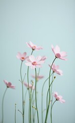 Fototapeta premium A cluster of delicate pink flowers arranged against a soft background.