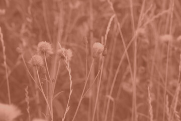 Mocha Mousse grasses with spikelets of beige color close-up. Abstract natural background of soft plants monochrome color 2025.