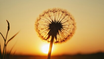 Dandelion To Sunset, Freedom to Wish concept