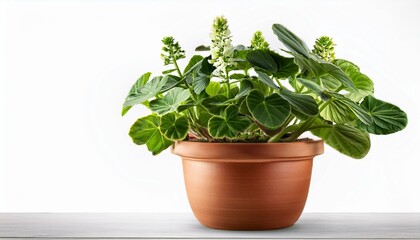 Fototapeta premium flower in pot or Plant in home planter pottery blossom on isolated white background