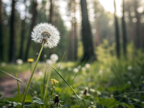 dandelion in the grass. dandelion, flower, nature, grass, spring, summer, plant, meadow, field, flowers, seed, sky, wind, white, blossom, flora, seeds, beauty, stem, weed, blue, fluffy, sun, day, dand