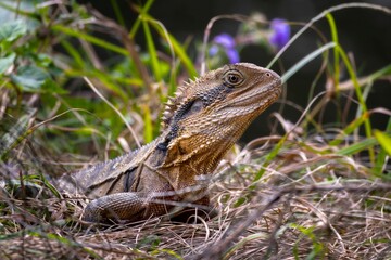 An Australian Eastern Water Dragon i