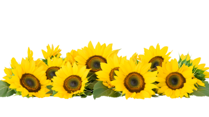 Yellow sunflowers in a border arrangement isolated on white or transparent background