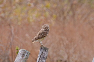 Coruja buraqueira (Athene cunicularia) em um tronco de árvore seco com um fundo marrom, , de costas