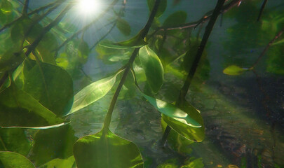 Underwater photo of green mangrove plants in rays of sunlight. 