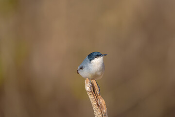 Balança rabo do nordeste (Polioptila atricapilla) empoleirado em um galho de árvore seco em um fundo marrom desfocado
