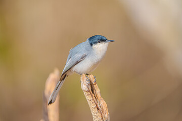 Balança rabo do nordeste (Polioptila atricapilla) empoleirado em um galgo de árvore seco em um fundo marrom desfocado olhando para a direita