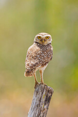 Coruja buraqueira (Athene cunicularia) pousada em um tronco de árvore, com um lindo fundo verde desfocado em close up