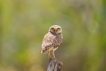 Coruja buraqueira (Athene cunicularia) pousada em um tronco de árvore, com um lindo fundo verde desfocado e olhando pra frente