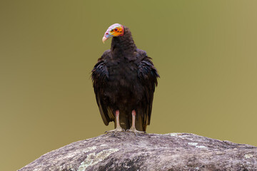 Urubu de cabeça amarela (Cathartes burrovianus) na pedra em close up, sob um fundo verde desfocado.
