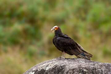 Urubu de cabeça amarela com o bico aberto (Cathartes burrovianus) na pedra olhando para a direita, sob um fundo desfocado