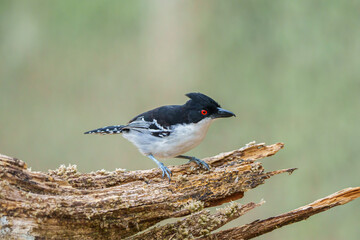 Choró boi macho (Taraba major) olhando para a direita com seu lindo olho vermelho, pousado no galho