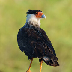 Carcará (Caracara plancus) com fundo desfocado em close up
