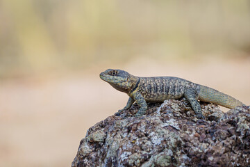 Calango (Tropidurus torquatus) em close up em cima de uma rocha sob um fundo levemente desfocado