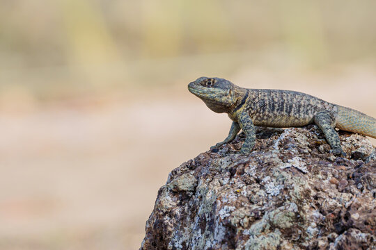 Calango (Tropidurus torquatus) em close up em cima de uma rocha sob um fundo levemente desfocado