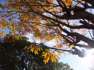 鮮やかな紅葉と光差し込む太陽（日本）