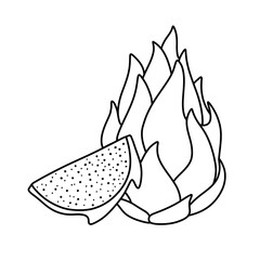 Fresh dragon fruit whole and in pieces. Thin line illustration