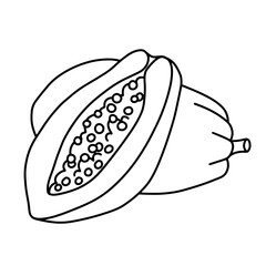 Whole and slice of papaya fruit. Thin line illustration