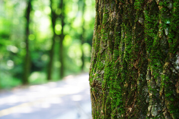 Obraz premium a boulevard in a dense forest of trees