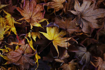 falling leaves signaling winter