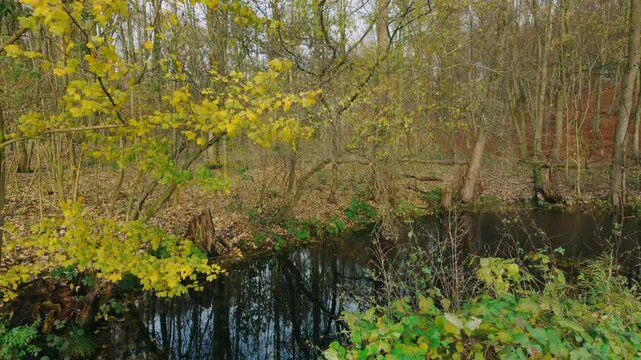 Calm pond reflects autumn foliage, surrounded by bare trees and vibrant yellow leaves, creating a peaceful scene. Captured in Veluwe, Netherlands