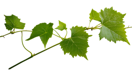 Grape branch . Vine with green fresh leaves and tendrils. Grapevine. on transparent, png. green leaf close-up