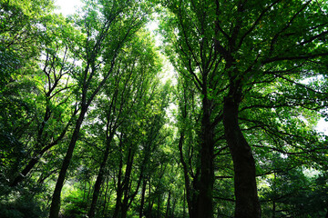 Obraz premium a boulevard in a dense forest of trees