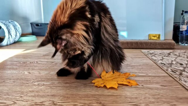Beautiful Maine Coon cat mischievously playing with a fallen autumn leaf