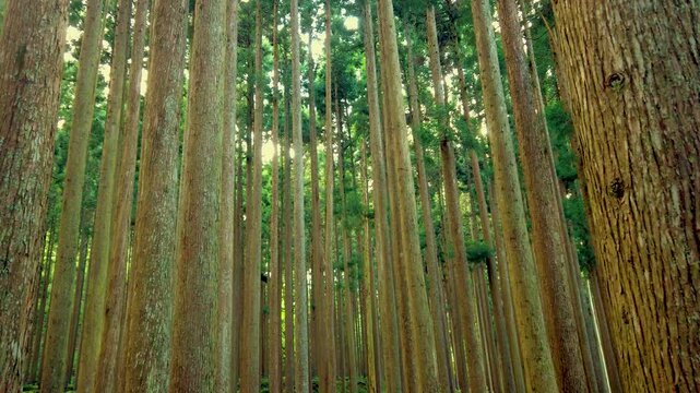 Panning at Cedar Trees Forest in Japan with Sunlight through, natural landscape