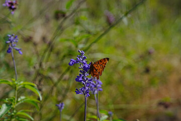 a butterfly sitting on a wild flower