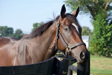 Obraz premium brown horse portrait