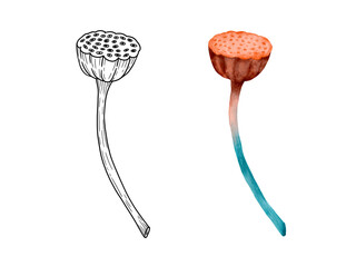 An Artistic Illustration Featuring a Stylized Lotus Seed Pod with Intricate Details