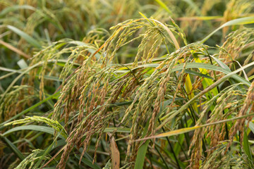 Close-Up of Lush Green Rice Plants in a Field, Highlighting Agricultural Growth and Natural Farming Practices
