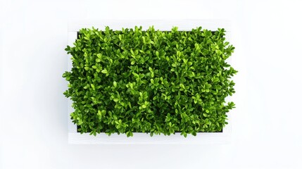 Obraz premium Lush green bush in white wooden box indoor space nature photography