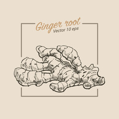 Ginger root, illustration in the style of a medieval engraving