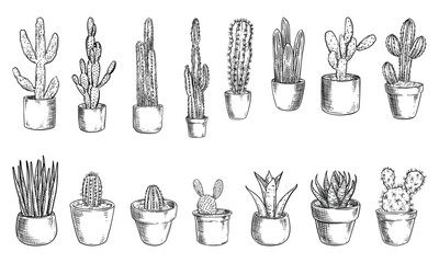 Succulent Cactus Handdrawn Collection